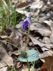 Viola walteri