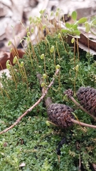 Plagiomnium undulatum