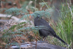 Strepera versicolor arguta