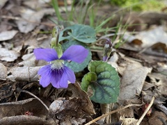 Viola walteri