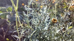 Thymophylla setifolia