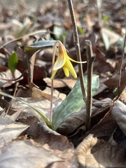 Erythronium umbilicatum