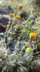 Thymophylla setifolia