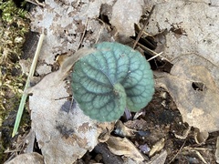 Viola walteri