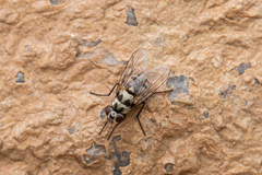 Limnophora