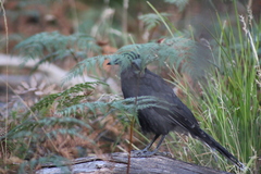 Strepera versicolor arguta