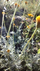 Thymophylla setifolia