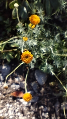 Thymophylla setifolia