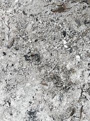 Centruroides vittatus