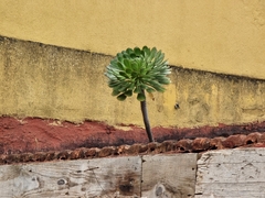 Aeonium