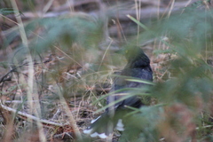 Strepera versicolor arguta