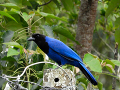 Cyanocorax caeruleus