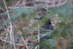 Strepera versicolor arguta