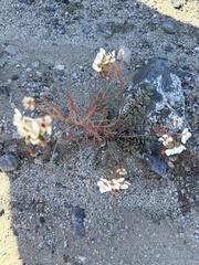 Chylismia claviformis
