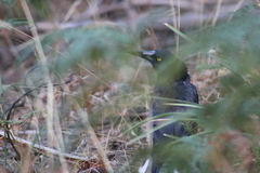 Strepera versicolor arguta