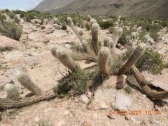 Oreocereus