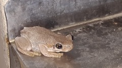 Litoria peronii