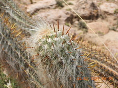 Oreocereus