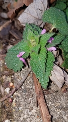 Lamium purpureum