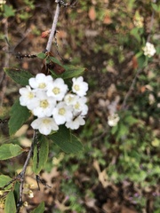 Spiraea cantoniensis