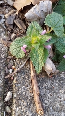 Lamium purpureum