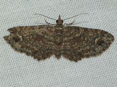 Pasiphilodes testulata