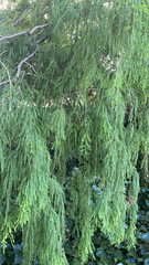 Dacrydium cupressinum