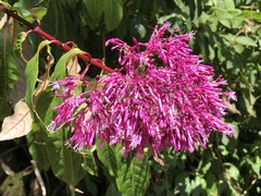 Fuchsia paniculata