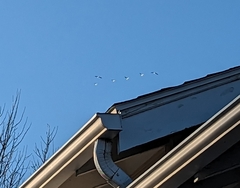 Pelecanus erythrorhynchos