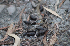 Trichosurus vulpecula