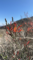 Justicia californica