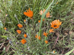 Dimorphotheca sinuata