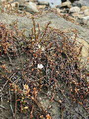 Samolus repens repens