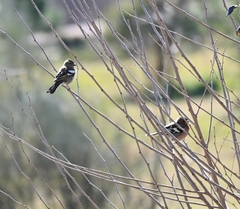 Fringilla coelebs