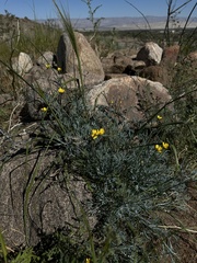 Eschscholzia minutiflora