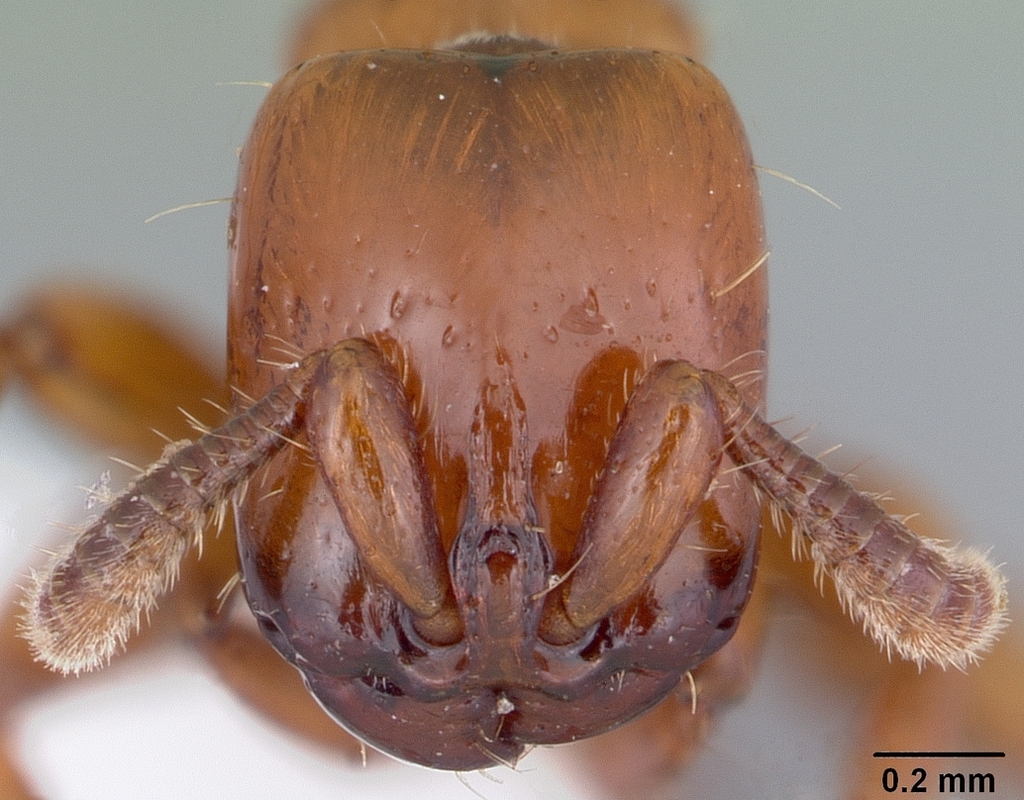 Acanthostichus arizonensis