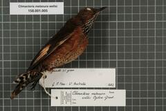 Black-Tailed Treecreeper photo 5