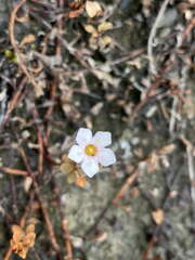 Samolus repens repens