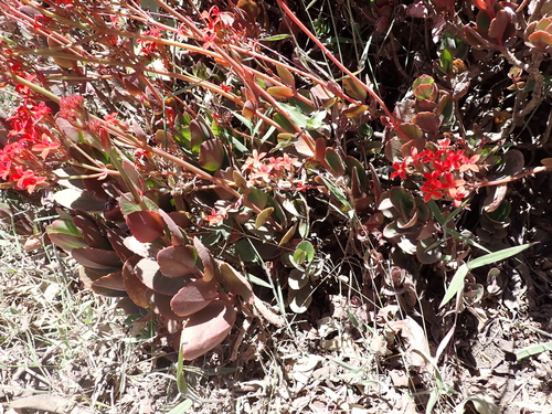 Kalanchoe blossfeldiana
