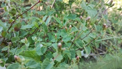 Brickellia veronicifolia