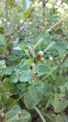 Brickellia veronicifolia