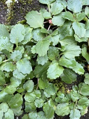 Micranthes virginiensis