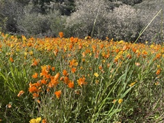 Dimorphotheca sinuata