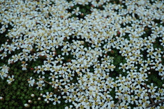 Pyxidanthera brevifolia