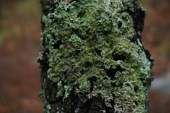 Punctelia caseana