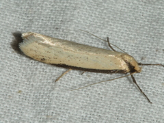 Philobota hypocausta