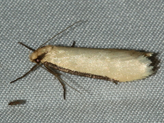 Philobota hypocausta