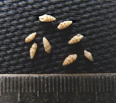 Steironepion piperatum