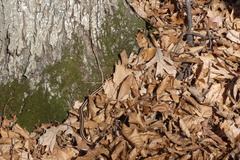 Thamnophis saurita septentrionalis