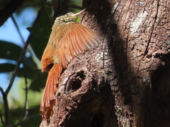 Lepidocolaptes souleyetii